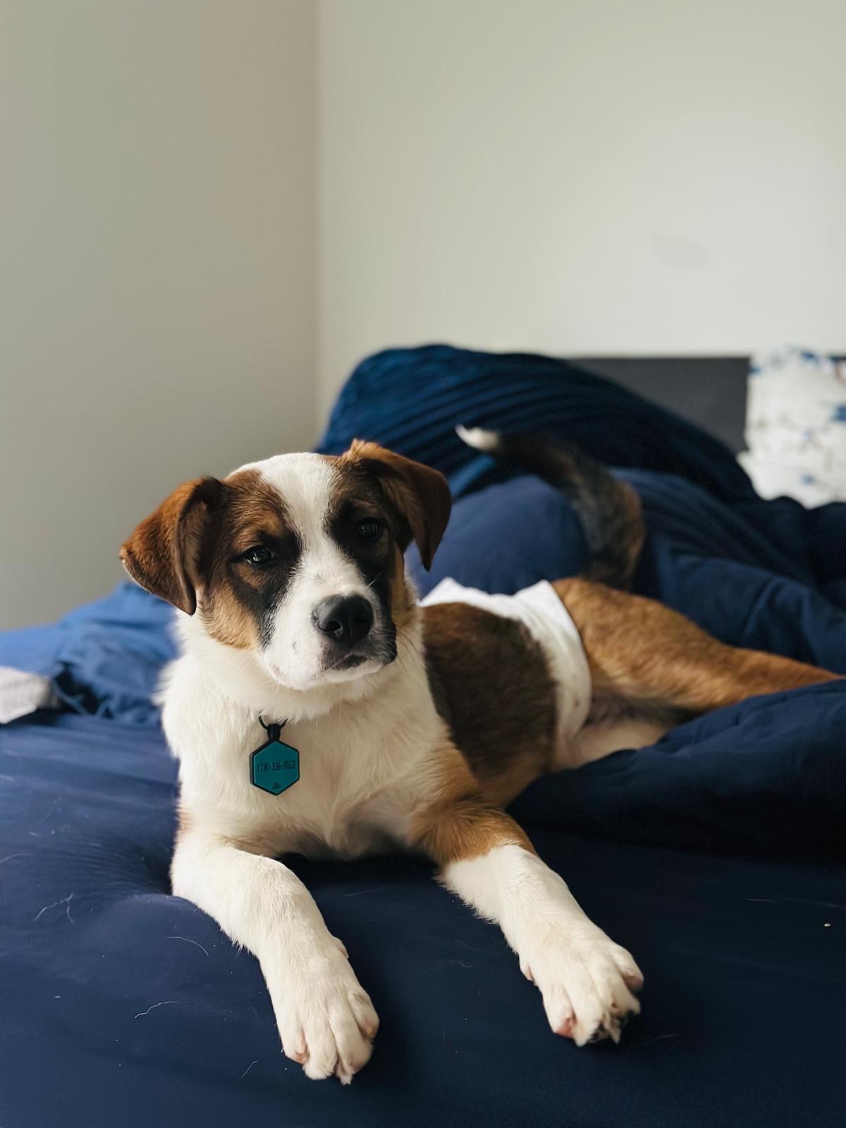 Archie, the brown and white dog