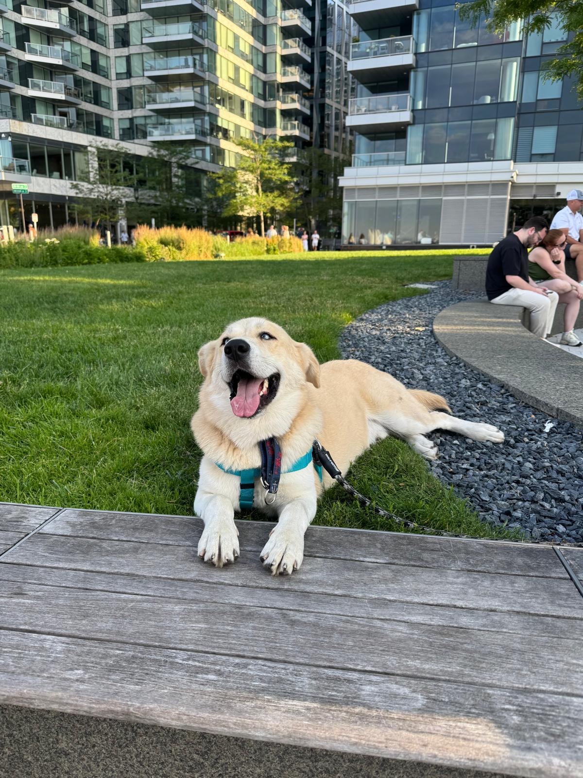 Leo, the happy golden dog